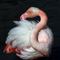 Flam (autre) mant 01