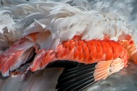 Flam (autre) mant 02