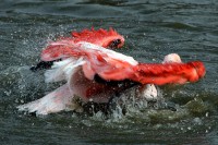 Flam (autre) mant 03