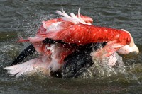 Flam (autre) mant 04