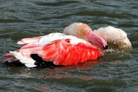 Flam (autre) mant 05