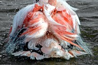 Flam (autre) mant 06