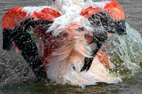 Flam (autre) mant 07