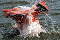 Flam (autre) mant 08