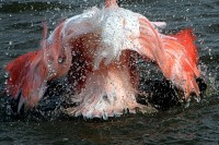 Flam (autre) mant 09