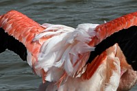 Flam (autre) mant 10