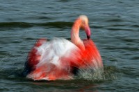 Flam (autre) mant 11