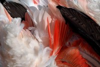 Flam (autre) mant 12