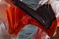 Flam (autre) mant 13