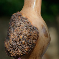 Sculptures de Xavier Bonnet Eymard