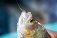 PEROU Le premier poisson (et seul) de ma vie, un piranha!