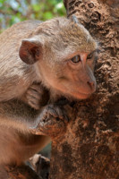 Si ton ramage ressemble à ton plumage...