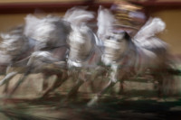 Je suis un cheval fou dans un grand magasin