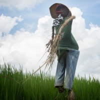 Indonésie épouvantails