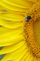 Dans la foule on distingue toujours l'être aimé...