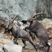 Bouquetins 03