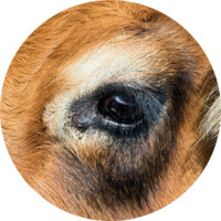 Aubrac, peaux de vache, mon oeil!