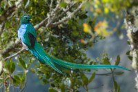 quetzal 03