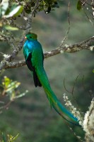 quetzal 04