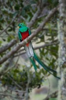 quetzal 05