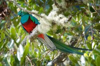 quetzal 06