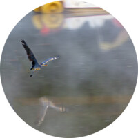 selection 10 _0049541bisattenrond